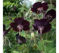 6 x géranium vivace livide - geranium phaeum - godet 9x9 cm