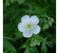 6 x géranium vivace maculé - geranium maculatum 'album' - godet 9x9 cm