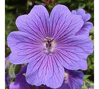 6 x géranium vivace magnifique - geranium magnificum - godet 9x9 cm