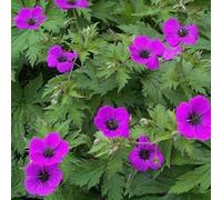 6 x géranium vivace psilostemon - geranium psilostemon - godet 9x9 cm