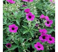 6 x Géranium vivace psilostemon - Geranium Psilostemon - Godet 9x9cm - Fleurs rose vif, feuillage vert, massifs