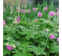 6 x géranium vivace rhizomateux - geranium macrorrhizum 'bevan's variety' -