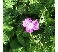 6 x Géranium vivace rhizomateux - Geranium Macrorrhizum - Godet 9x9cm - Fleurs rose pâle, feuillage persistant, massifs