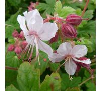 6 x géranium vivace rhizomateux - geranium macrorrhizum 'spessart' - godet 9x9