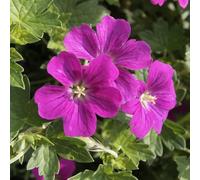 6 x géranium vivace 'russel prichard' - geranium riversleaianum 'russell