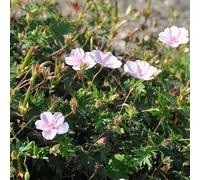 6 x géranium vivace sanguin 'striatum' - geranium sanguineum striatum - godet