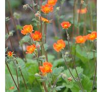 6 x Giroflée Borisii - Geum coccineum 'Borisii' - pot 9cm x 9cm