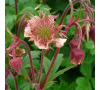 6 x Giroflée de Bach - Geum rivale - pot 9cm x 9cm
