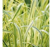 6 x Glyceria Maxima Variegata - Godet 9x9cm