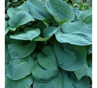 6 x Grand bleu-gris - Hosta 'Big Daddy' - pot 9cm x 9cm