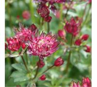 6 x grande astrance - astrantia major 'rubra' - godet 9x9 cm