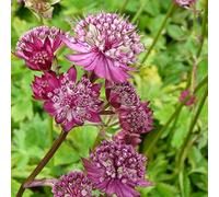 6 x Grande Astrance 'Lars' - Astrantia Major 'Lars' - Godet 9x9cm - Fleurs rouge vif, cœur noir