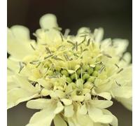 6 x Grande écaille - Cephalaria gigantea - pot 9cm x 9cm