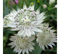 6 x Grande ombelle étoilée - Astrantia major - Pot 9cm x 9cm