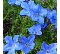 6 x grémil - lithodora diffusa 'heavenly blue' - godet 9x9 cm