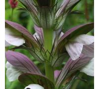 6 x Griffe d'ours - Acanthus 'Hollande Du Nord' - pot 9cm x 9cm