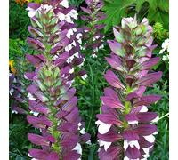 6 x Griffe d'ours des Balkans - Acanthus hungaricus - Pot 9cm x 9cm