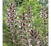 6 x Griffe d'ours des Balkans - Acanthus hungaricus 'White Lips' - pot 9cm x 9cm