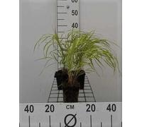 6 x Hakonechloa macra 'Aureola' - Herbe du Japon dorée - pot 9 x 9 cm