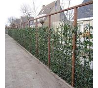 6 x Hedera Hibernica 75/100 cm : 6 achats, 4 pastilles - 6 plantes grimpantes immergées pour une distance de 1 mètre - 100% brise-vue (étanche) - ClematisOnline