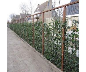 6 x Hedera Hibernica 75/100 cm : 6 achats, 4 pastilles - 6 plantes grimpantes immergées pour une distance de 1 mètre - 100% brise-vue (étanche) - ClematisOnline