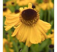 6 x hélénie de bigelove - helenium bigelovii 'the bishop' - godet 9x9 cm