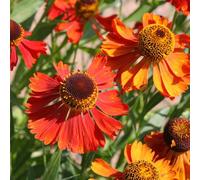 6 x hélénie - helenium 'moerheim beauty' - godet 9x9 cm