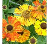 6 x hélénie - helenium 'waltraut' - godet 9x9 cm