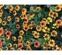 6 x Helenium hybr. 'Short'n Sassy' - Hélianthème - pot 9x9 cm