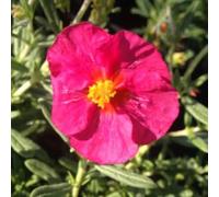 6 x Hélianthème 'Ben Hope' - Helianthemum 'Ben Hope' - Godet 9x9cm - Fleurs oranges, floraison abondante, rocailles