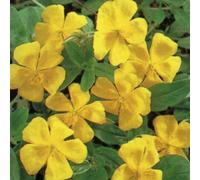 6 x Hélianthème - Helianthemum 'Golden Queen' - pot 9cm x 9cm