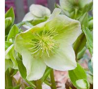6 x hellébore - helleborus nigercors - godet 9x9 cm