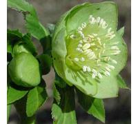 6 x hellébore où rose de noël - helleborus viridis - godet 9x9 cm