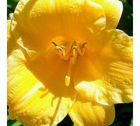 6 x hémérocalle - hemerocallis 'stella de oro' - godet 9x9 cm