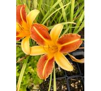 6 x Hemerocallis 'Frans Hals' - Lis de jour - Pot 9x9 cm