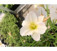 6 x Hemerocallis 'Gentle 'Shepherd' - Lis de jour - pot 9x9 cm