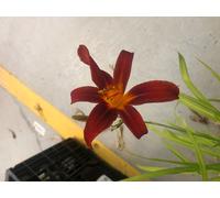 6 x Hemerocallis 'Sammy Russell' - Lis de jour - Pot 9x9 cm