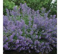 6 x herbe à chat - nepeta faassenii 'walker's low' - godet 9x9 cm