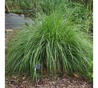 6 x Herbe à plume d'oie - Pennisetum Alopecuroides 'Japonicum' - pot 9cm x 9cm