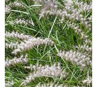 6 x herbe aux écouvillons - pennisetum orientale 'karley rose' - godet 9x9 cm