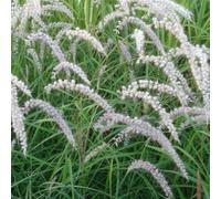 6 x herbe aux écouvillons - pennisetum orientale 'tall tails' - godet 9x9 cm