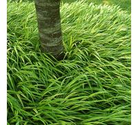 6 x Herbe des montagnes japonaises - Hakonechloa macra - Pot 9cm x 9cm
