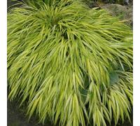 6 x herbe du japon - hakonechloa macra 'aureola' - godet 9x9 cm