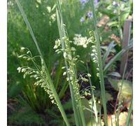 6 x Herbe tremblante du coeur - Briza media - pot 9cm x 9cm
