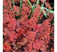 6 x Heuchera hybr. 'Cherry Cola'® - Heuchera hybrida 'Cherry Cola'® - Pot 9cm x 9cm
