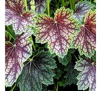 6 x Heuchère 'Beauty Colour' - Heuchera 'Beauty Colour' - Godet 9x9 cm, Feuillage Multicolore, Résistant au Froid