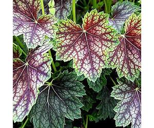 6 x Heuchère 'Beauty Colour' - Heuchera 'Beauty Colour' - Godet 9x9 cm, Feuillage Multicolore, Résistant au Froid