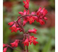 6 x heuchère - heuchera brizoides 'pluie de feu' - godet 9x9 cm