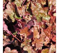 6 x heuchère - heuchera 'rachel' - godet 9x9 cm