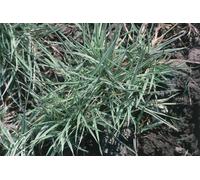 6 x Holcus mollis 'Albovariegatus' - Herbe à miel à feuilles multicolores - pot 9 x 9 cm